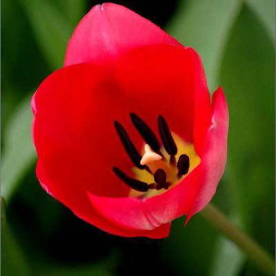 Les fleurs - tulipe