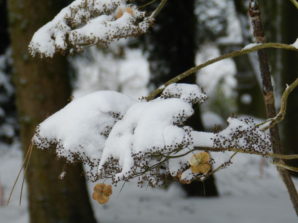 inflorescences d' hydrangéas sous la neige...(les charmes de l'hiver sur le jardin endormi...)  