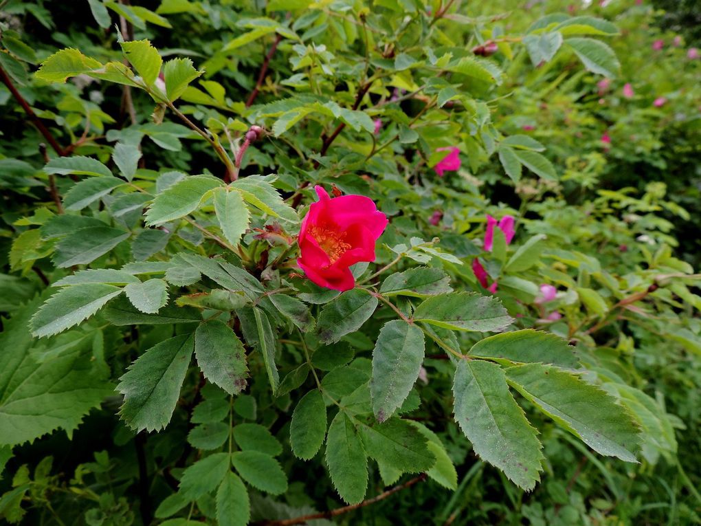 Rosier des Alpes (Rosa pendulina). Aiguillons droits et épars à la base, rameaux supérieurs sans épine. Feuilles des rameaux fleuris, 7-9 folioles. Fleurs  rouge carmin vif, parfois rose, diam. 4 cm, odorantes.