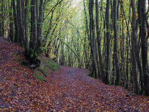 Descentes et montées dans les bois