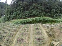 Bref, après ce gros point sur le logement revenons au but principal de notre venue dans les Cameron Highlands : les treks ! Le lendemain de notre arrivée nous décidons de partir à la découverte de la Robison Waterfall et de remonter jusqu'à la Boh Tea Plantation. Finger in the noze pensait-on ... C'était sans compter l'état du chemin de rando 9A dans la jungle ! Pas avant la cascade hein ! Non, non, avant le chemin est tout pavé, on en rigolait d'ailleurs en se disant qu'ils avaient une drôle de façon de concevoir la randonnée ... On aurait pas dû ! 30mn après c'était carrément moins drôle !! On se retrouve sur un sentier mal entretenu, avec un très mauvais balisage (voir quasi inexistant) et des arbres effondrés qu'il faut enjamber par moment, ou alors se faufiler en dessous quand ils sont trop haut. On est même tombé sur un éboulement sûrement dû au trop plein d'eau dans le sol, qui nous coupait le chemin alors qu'on était sur la fin ... Du coup on a fait demi-tour et on a pris un autre sentier qui nous faisait descendre dans les champs d'un agriculteur.