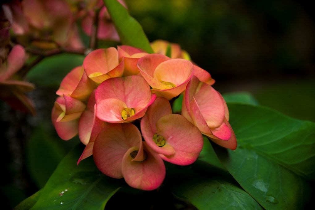 Euphorbia milii ou "Epine du Christ", bien nommée à Mooréa la religieuse. 