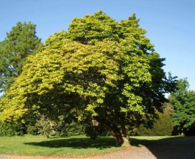 Jardin partagé de la Haute-Bourgère 
