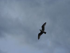 Les mouettes prennent leur envole