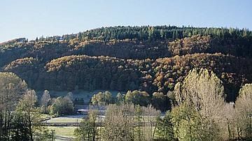 A force de couper l'arbre pour avoir le fruit que finira-t-on par récolter? Quand déforestation et reforestation oublient la nature de l'arbre!