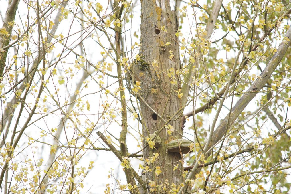 Escapade dans le bois de la Noyelle