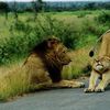 La lionne sait comment capter l'attention du lion ! :)