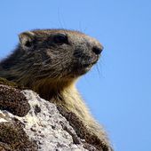 Un marmotton sur un rocher - 6 photos