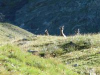 Le haut de la vallée et le glacier des sources de l'Isère. Des bouquetins curieux nous observent.