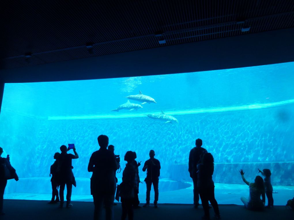 Gênes - Visite de l'Aquarium