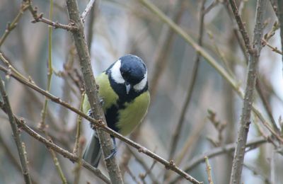 Oiseaux du jardin