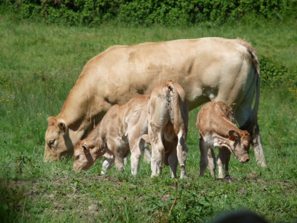 Longère Bretonne