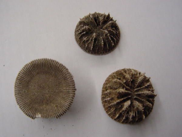 <p> </p>
<p>Les coraux fossiles sont, comme les éponges, des organismes fréquemment négligés par les amateurs. </p>
<p>Pourtant leur esthétique et leur grande variété en fait un groupe agréable à étudier et à collectionner.</p>
<p>Les quelques pièces ici présentées appartiennent toutes à ma collection.</p>
<p>A plus !</p>
<p>Phil "Fossil"</p>
<p> </p>