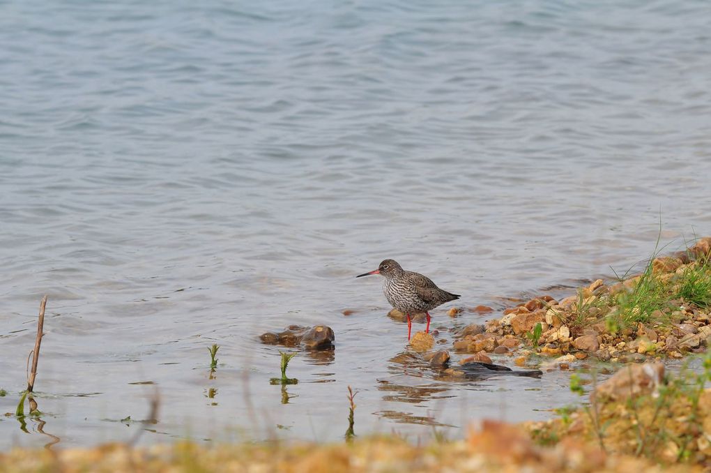 Chevalier gambette (Tringa totanus).