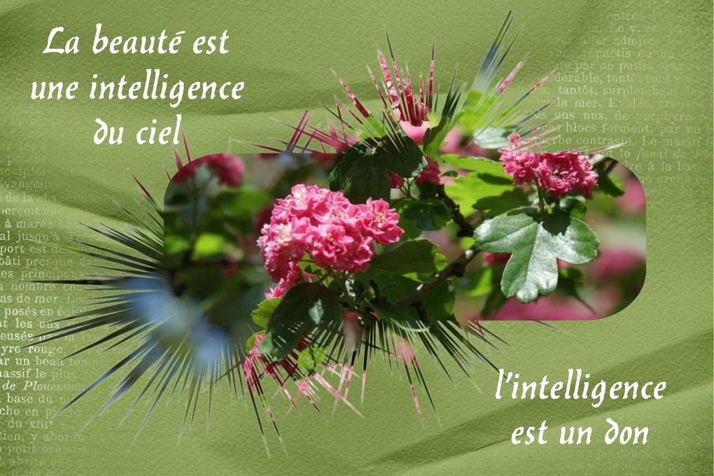 des citations  en montage photo