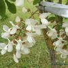 Beignets de fleurs d'acacia