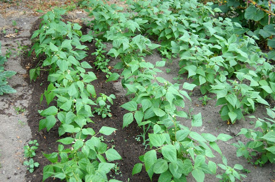 le 1er potager a démarré ... les plantes amies sont respectées ... on pensera à la rotation des cultures.
Les plantes d'agréments sont envahies par les plantes spontanées qui se sont développées.