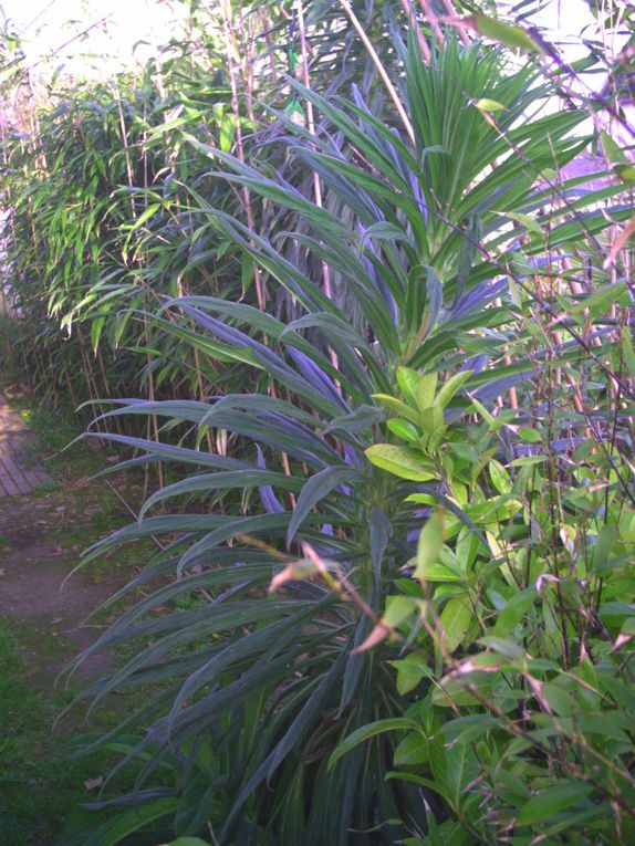 Album - de plein pied avant floraison d'echium pininana