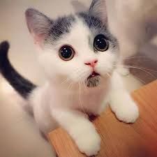 Chat mignon