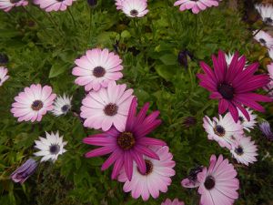 Marguerite du Cap, Ostéospermum (Dimorphoteca)