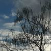 Ciels d'hiver et branches assorties