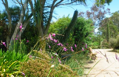 Le jardin exotique de Roscoff