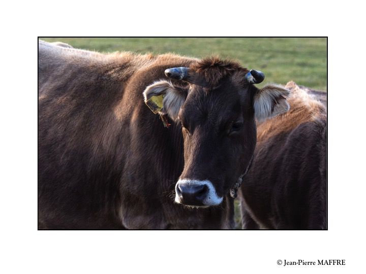 Vaches et chevaux sont au cœur de la vie paysanne dans les campagnes kirghizes.