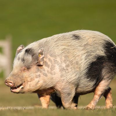 GroinGroin, l’association qui sauve les cochons des abattoirs