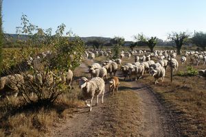 Les Moutons dans les Vignes.