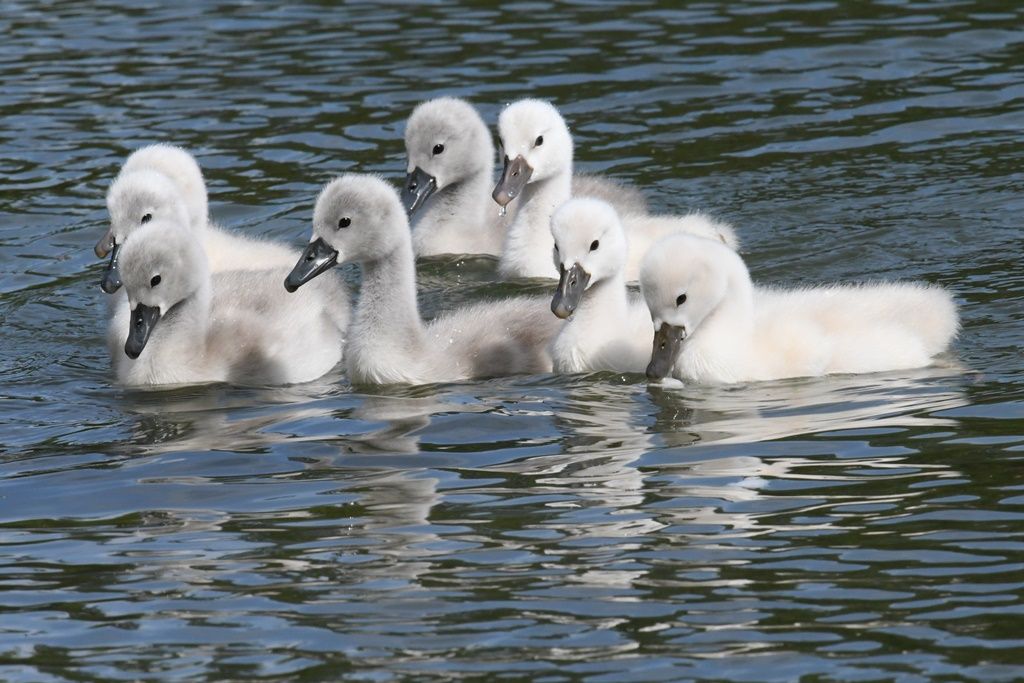 Cygne Bebe Parents Et Petits Videos Oiseaux Animaux Nature Et Super Besse Videos