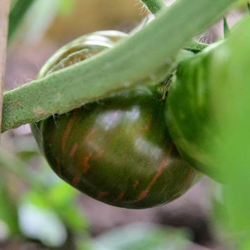 photo merakiseeds.com
