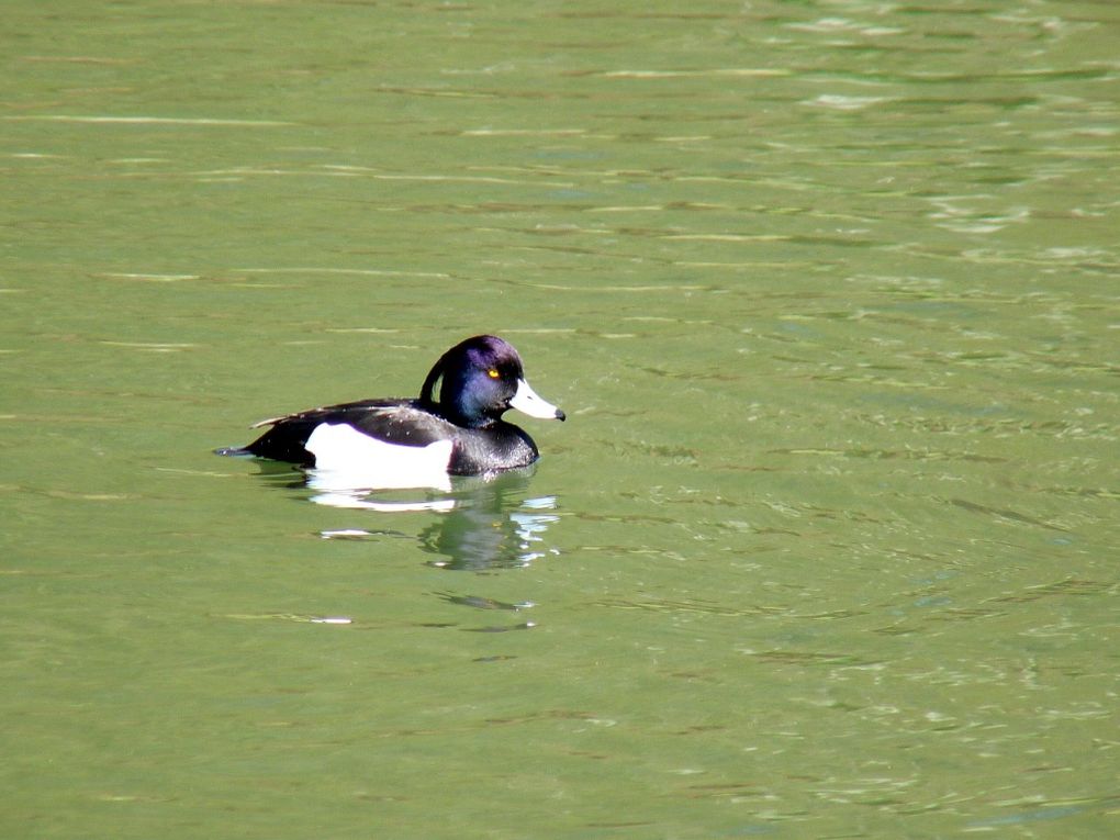 Album - Fuligule-morillon