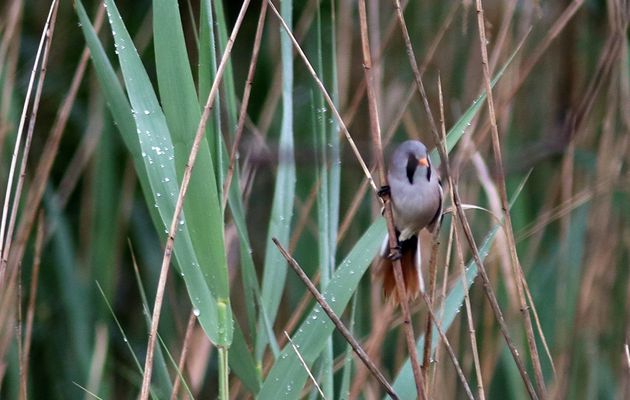 Oiseaux 7dd : les Panuridae : Panure et les Rémizidae : Rémiz