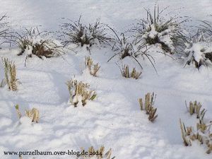 Winterliche Eindrücke aus dem Zoo Berlin