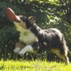 Gipsy et le Frisbee Kong