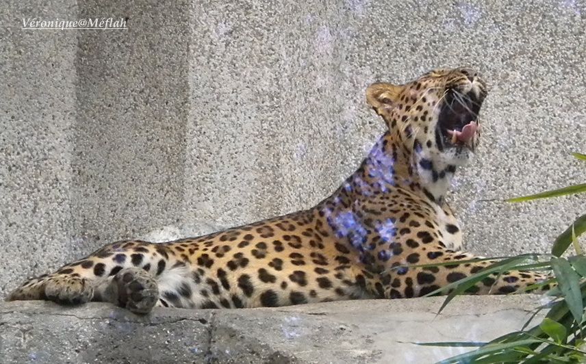 Le Jardin des Plantes et sa Ménagerie