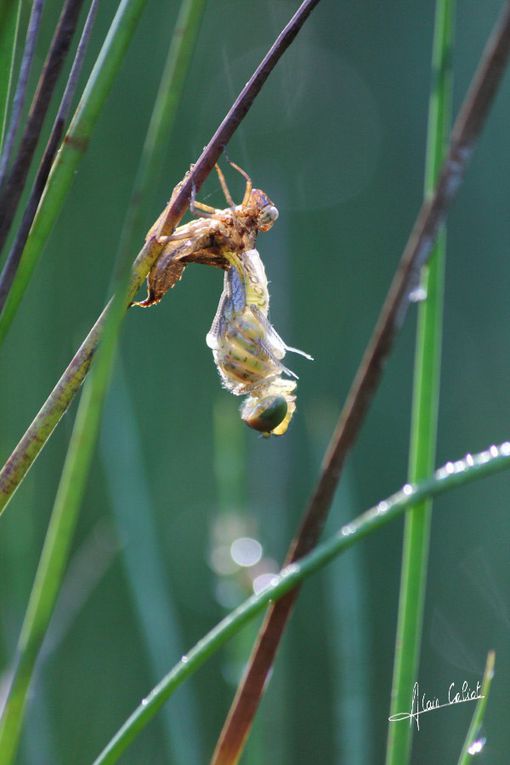 Emergence anisoptère