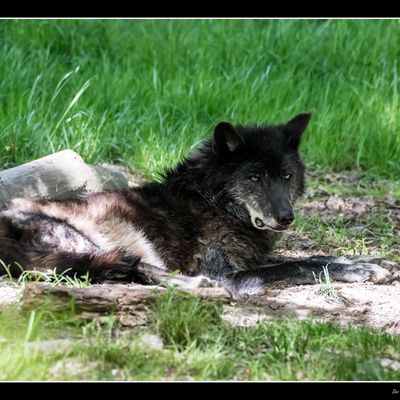 Visite au Parc animalier de Sainte Croix.