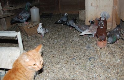 Le repas des pigeons le 21 août