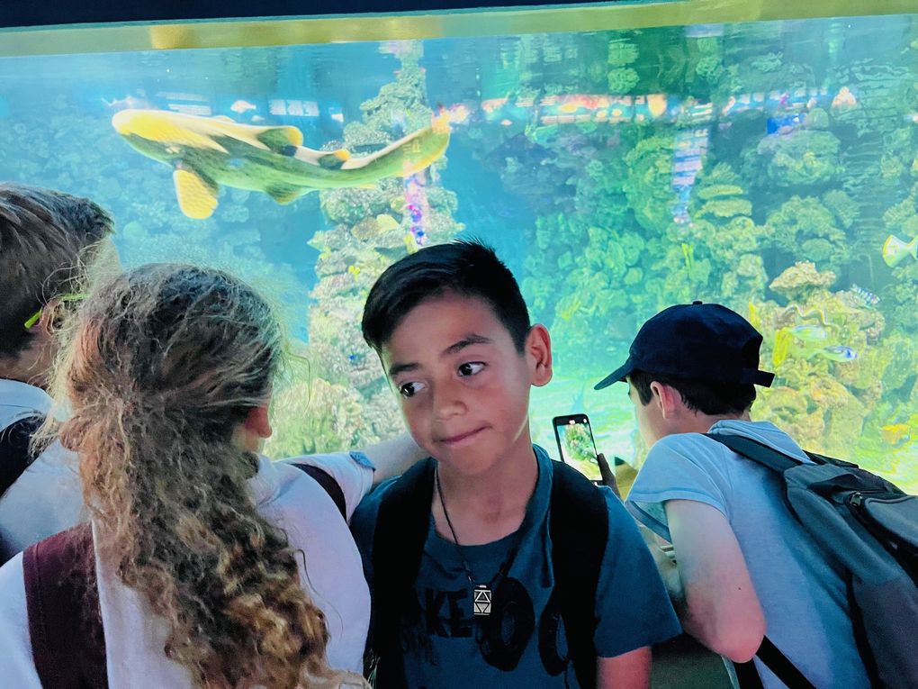 Sortie Jeunes Sagrada Família et Aquarium de Barcelona/Sortida Jovent Sagrada Família i Aquarium de Barcelona...