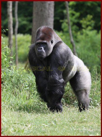 Album - VALLEE-DES-SINGES-2010