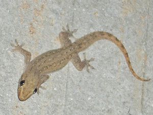 L'occasion pour les vacanciers de découvrir entre autre les rizières, les liserons d'eau qui ont une place importante dans l'alimentation locale, les vaches aux grandes oreilles et les geckos au cri bien caractéristique.