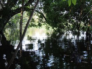 Amazonas