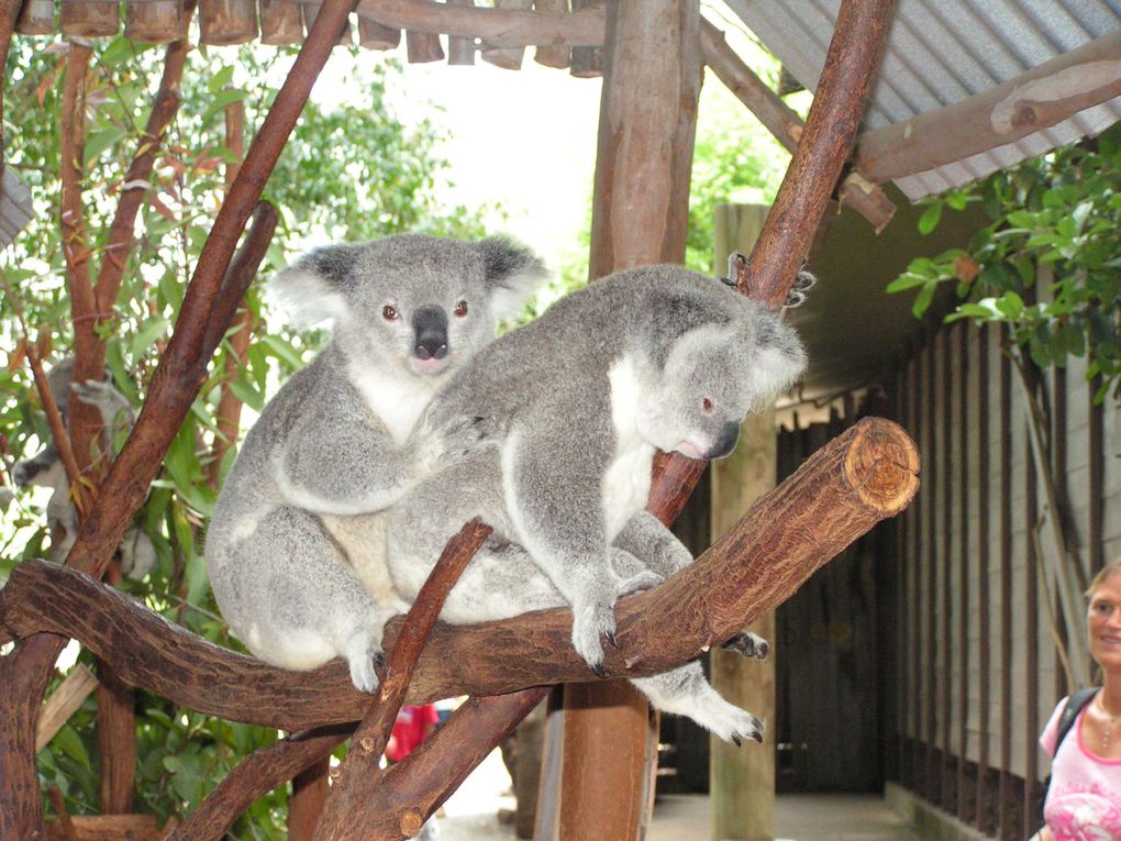 Album - Lone-Pine-Koala-Sanctuary