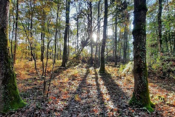 Balade en forêt