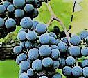 #Marechal Foch Producers Quebec Vineyards Canada