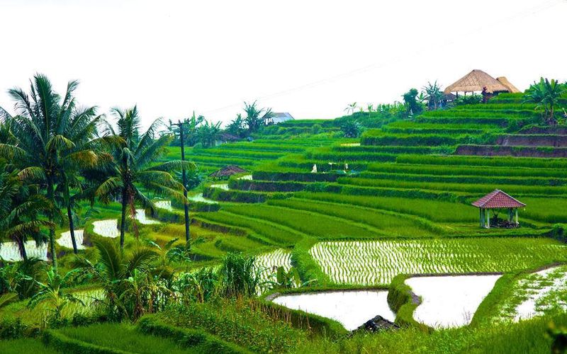 Rice Terrace  ! C est ici que l'on cultive le riz 