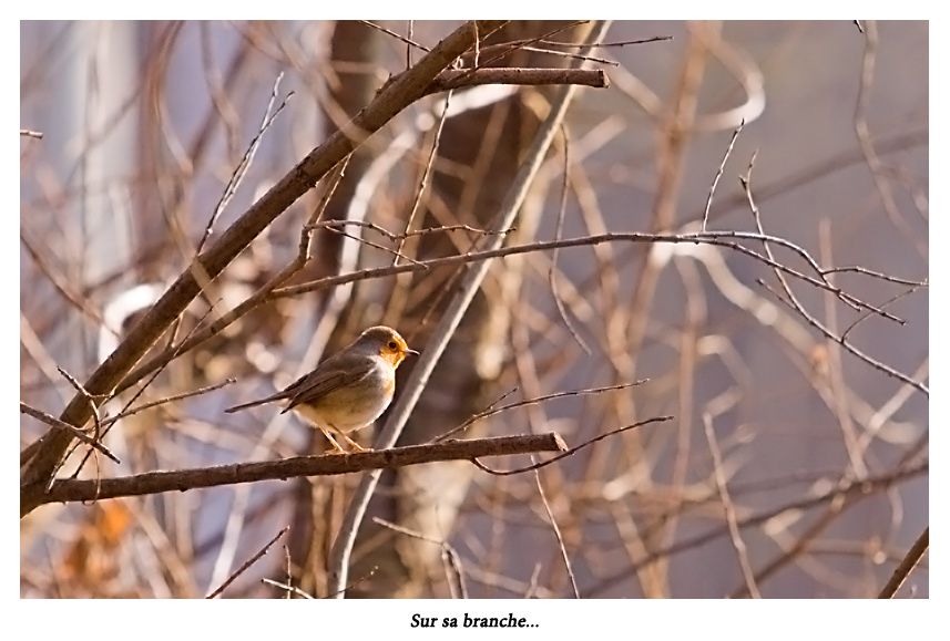 Album - Réserve Naturelle de la Truchère-Ratenelle