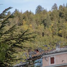 Les Pigeons visitent la Mure Argens 