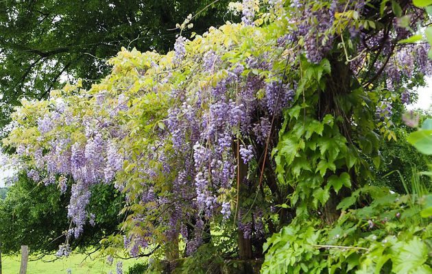 Jardin en fleurs